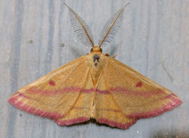 Chickweed Geometer